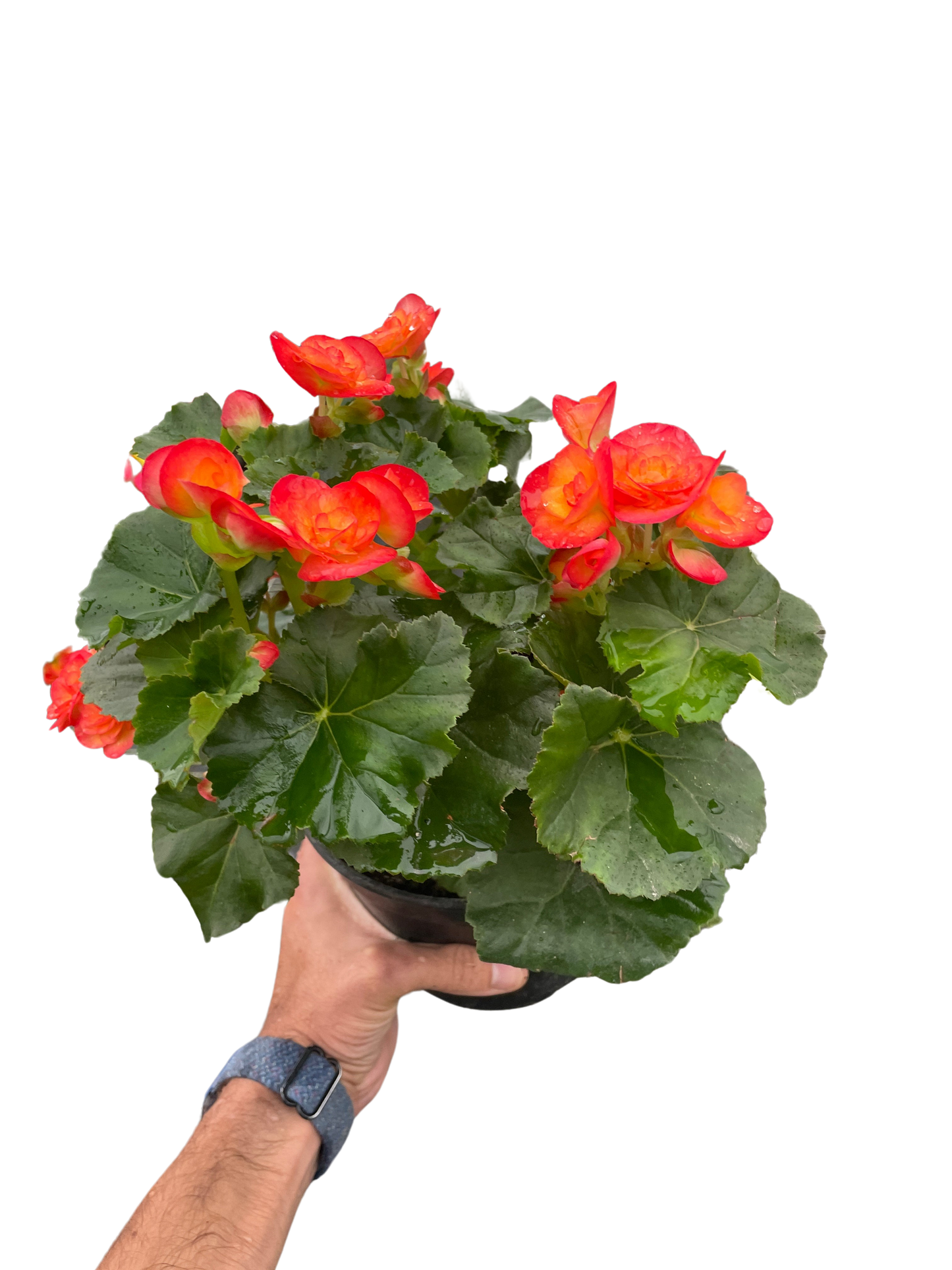 Wax Begonia