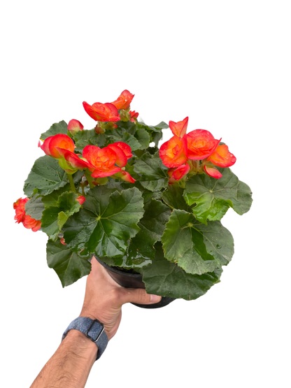 Wax Begonia