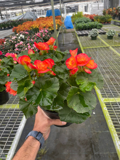 Wax Begonia