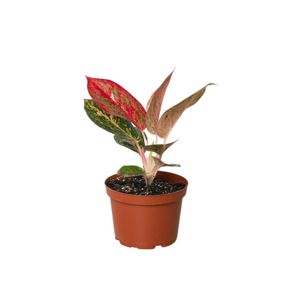 Chinese Evergreen 'Starburst'