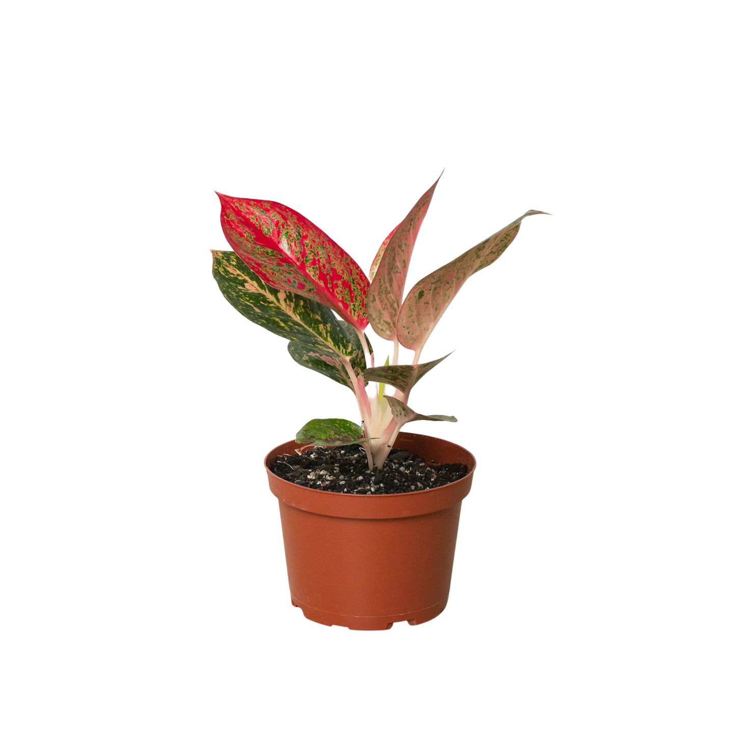 Chinese Evergreen 'Starburst'