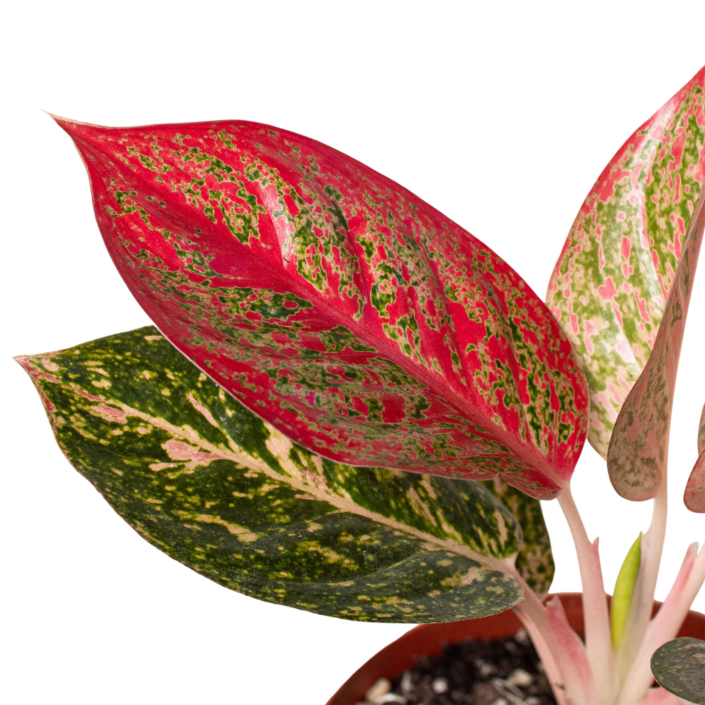 Chinese Evergreen 'Starburst'