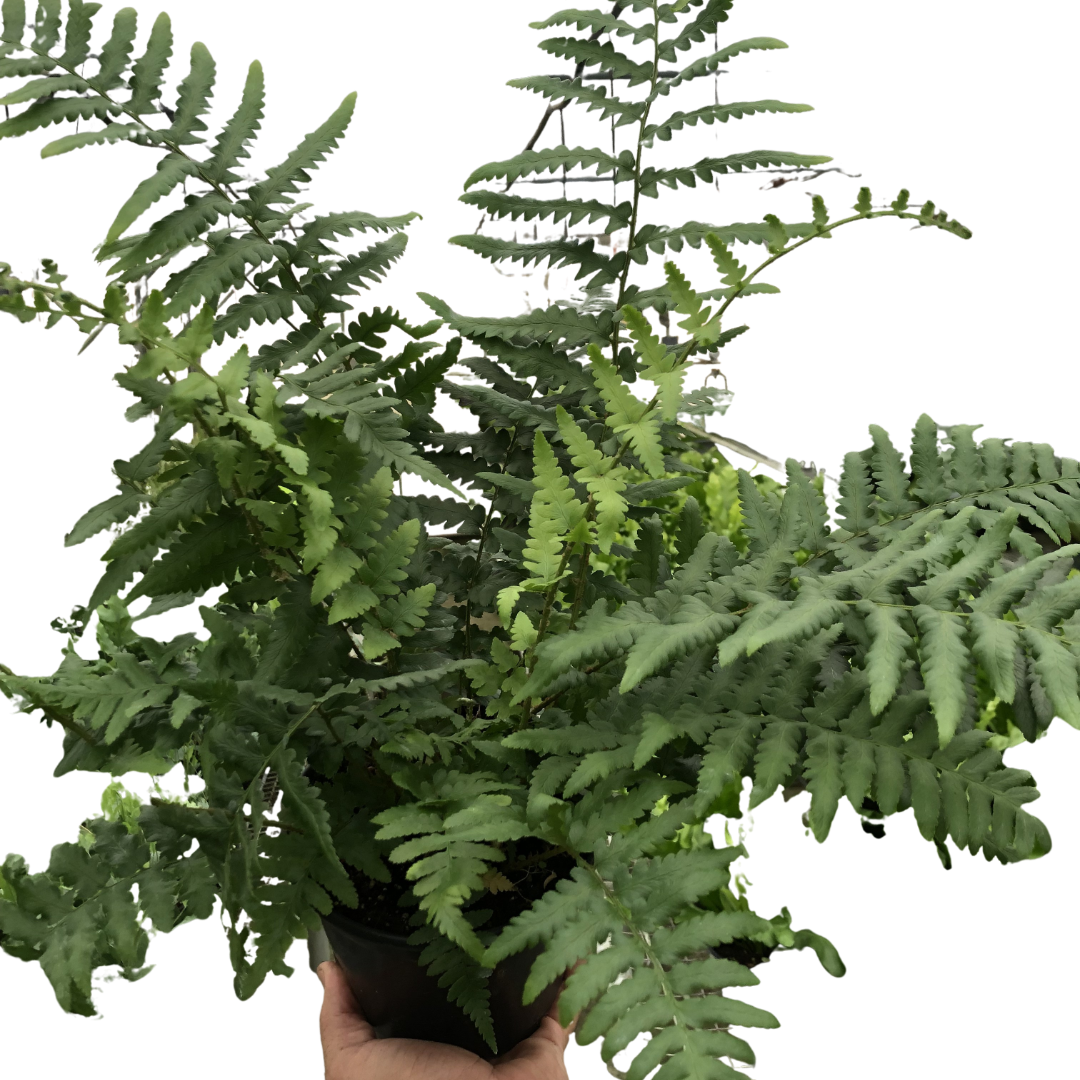 'Southern Shield' Fern