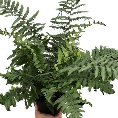 'Southern Shield' Fern