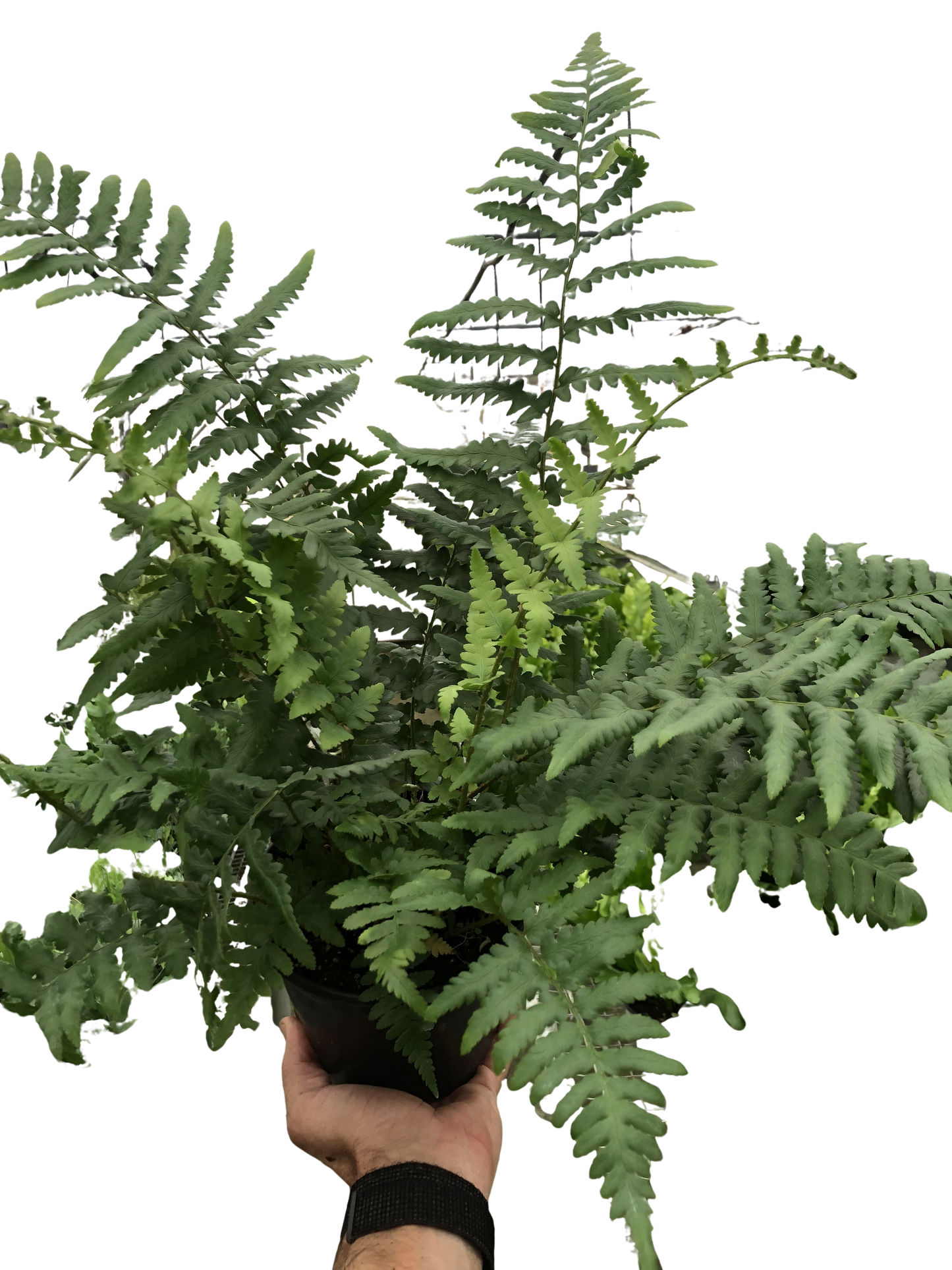 'Southern Shield' Fern