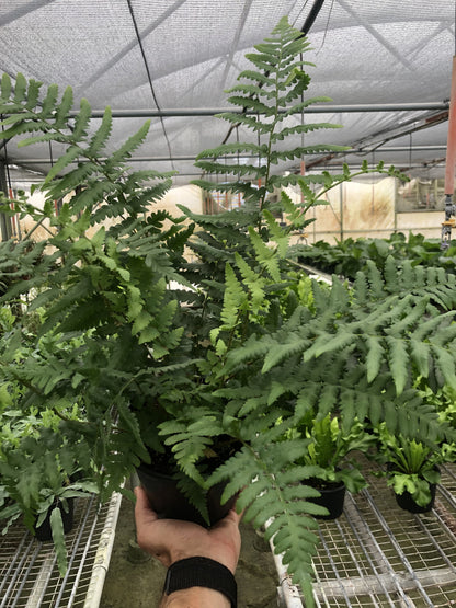 'Southern Shield' Fern