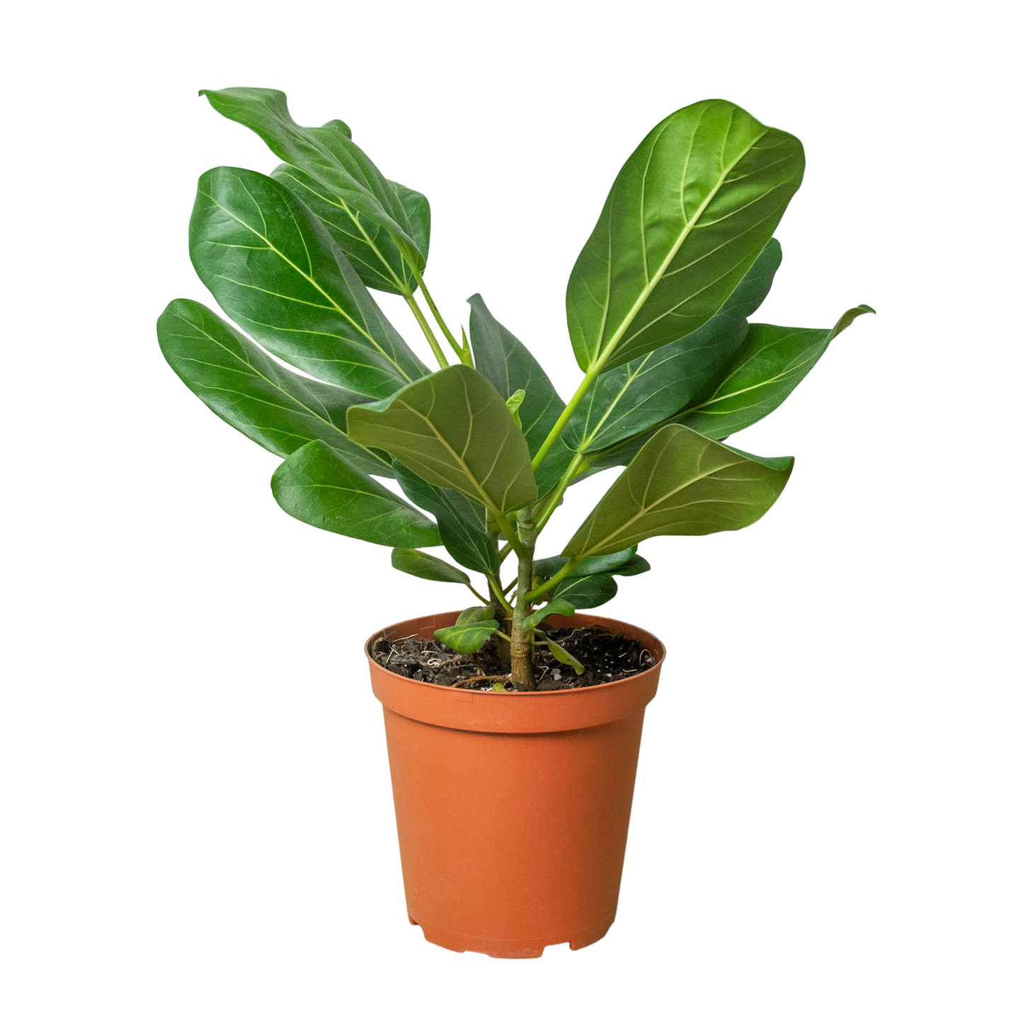 Ficus 'Audrey'