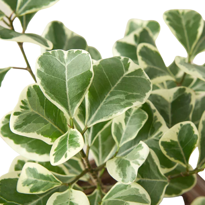 Ficus Elastica 'Triangularis' Variegated