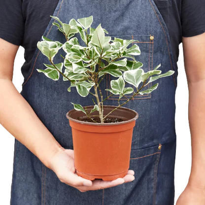 Ficus Elastica 'Triangularis' Variegated