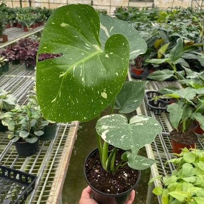 Monstera Thai Constellation