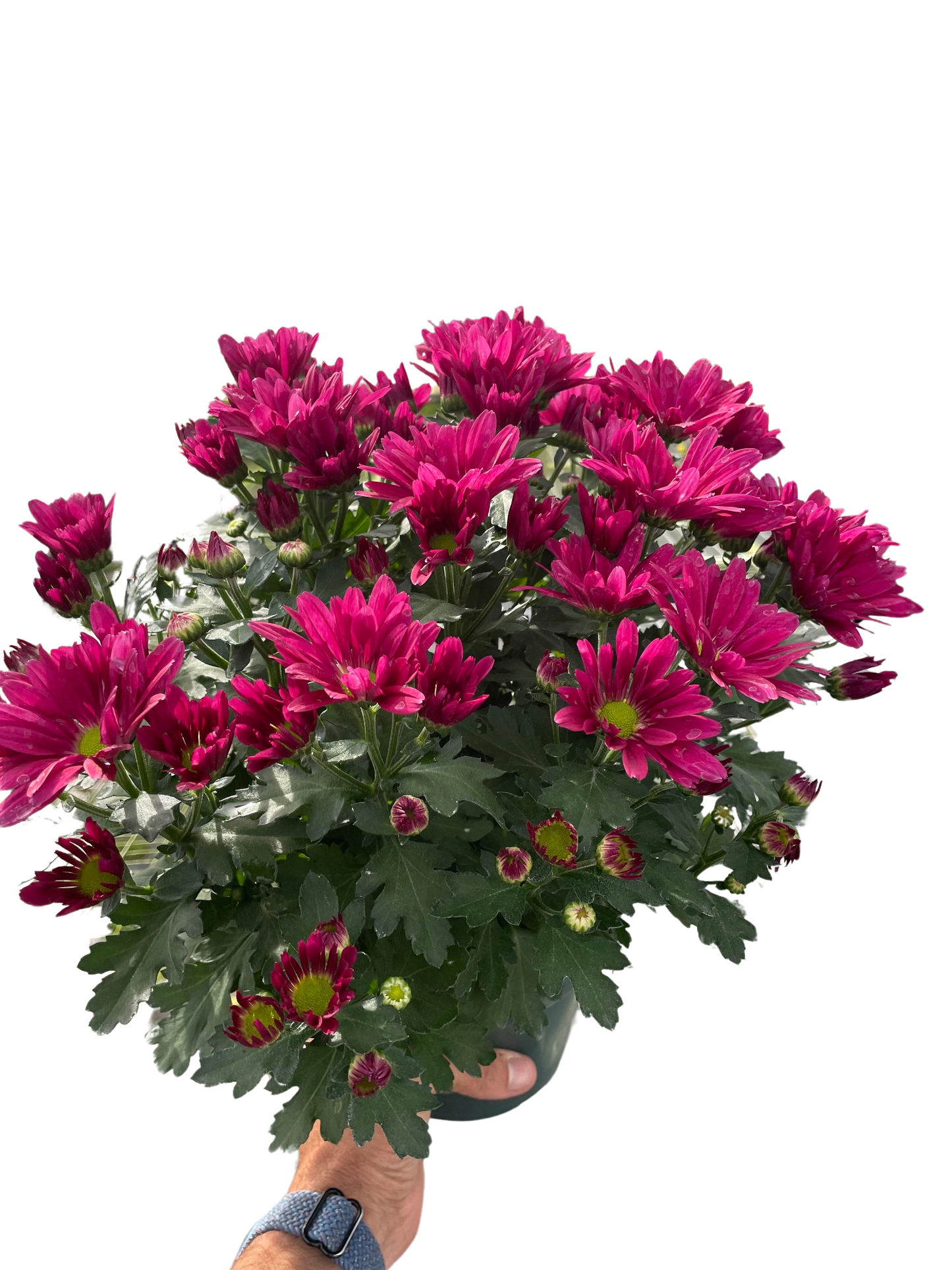 Mums (Chrysanthemum)