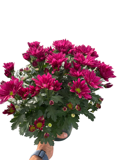 Mums (Chrysanthemum)