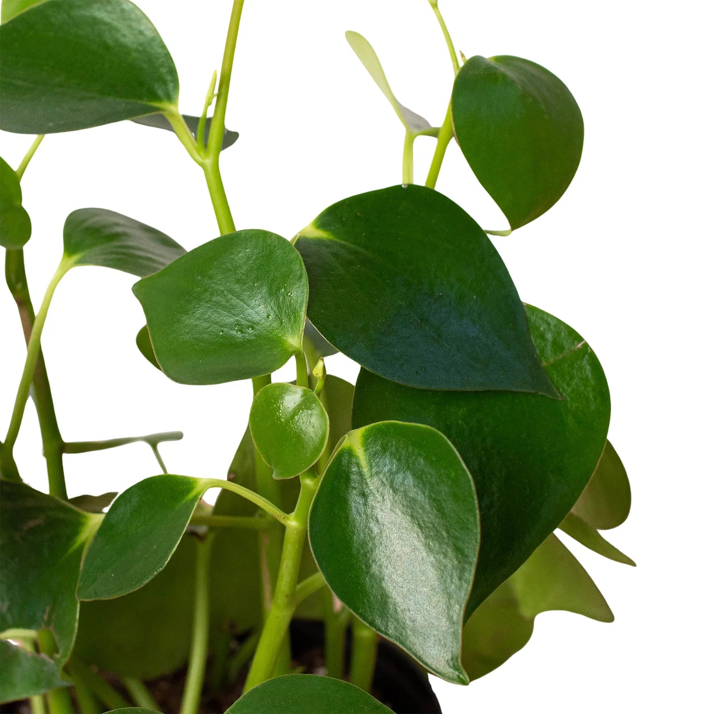 Peperomia 'Raindrop'