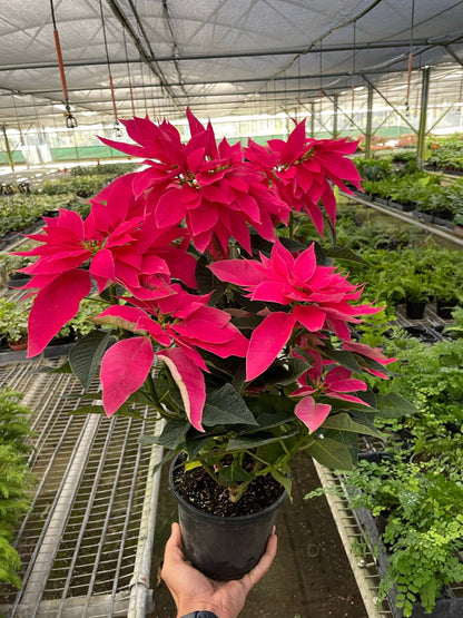 Poinsettia 'Luv U Pink'