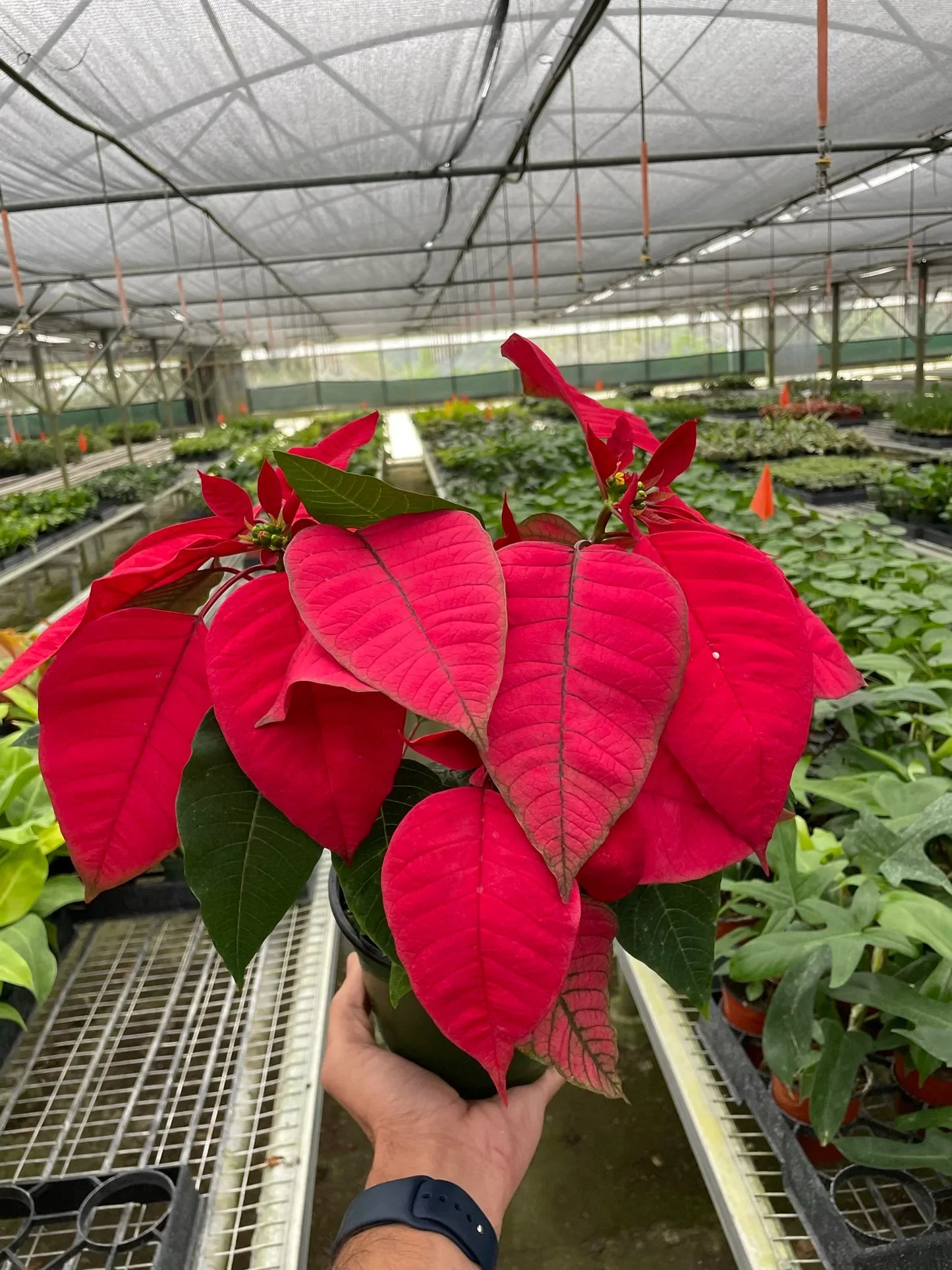 Poinsettia 'Red'