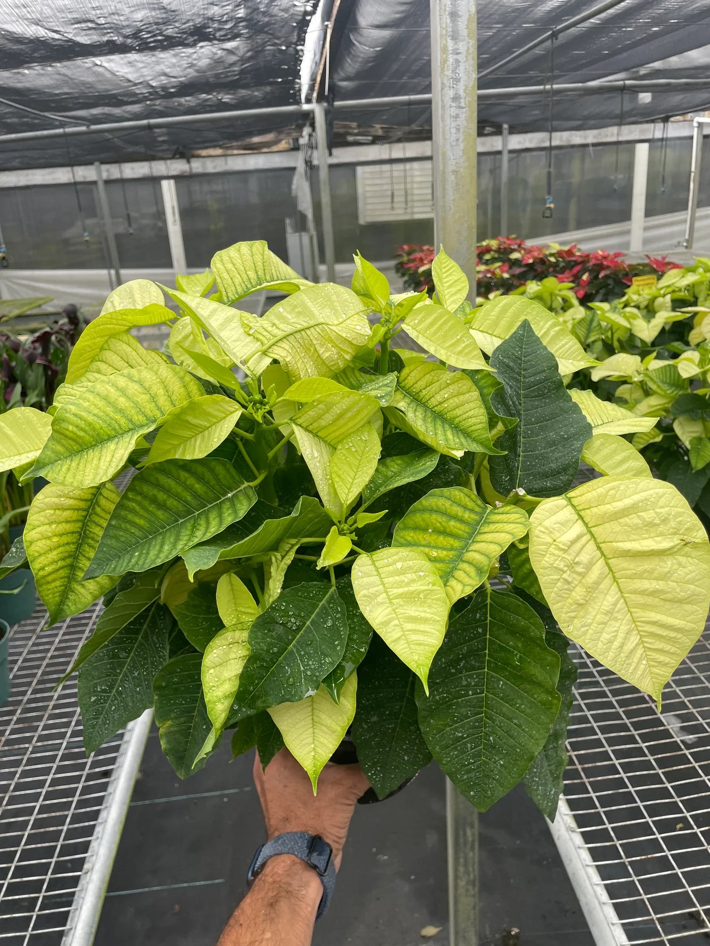 Poinsettia 'White'