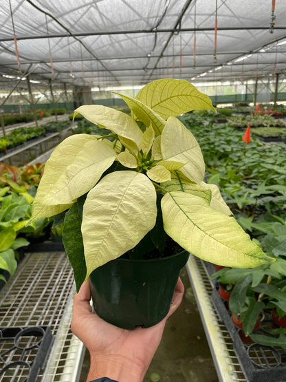 Poinsettia 'White'