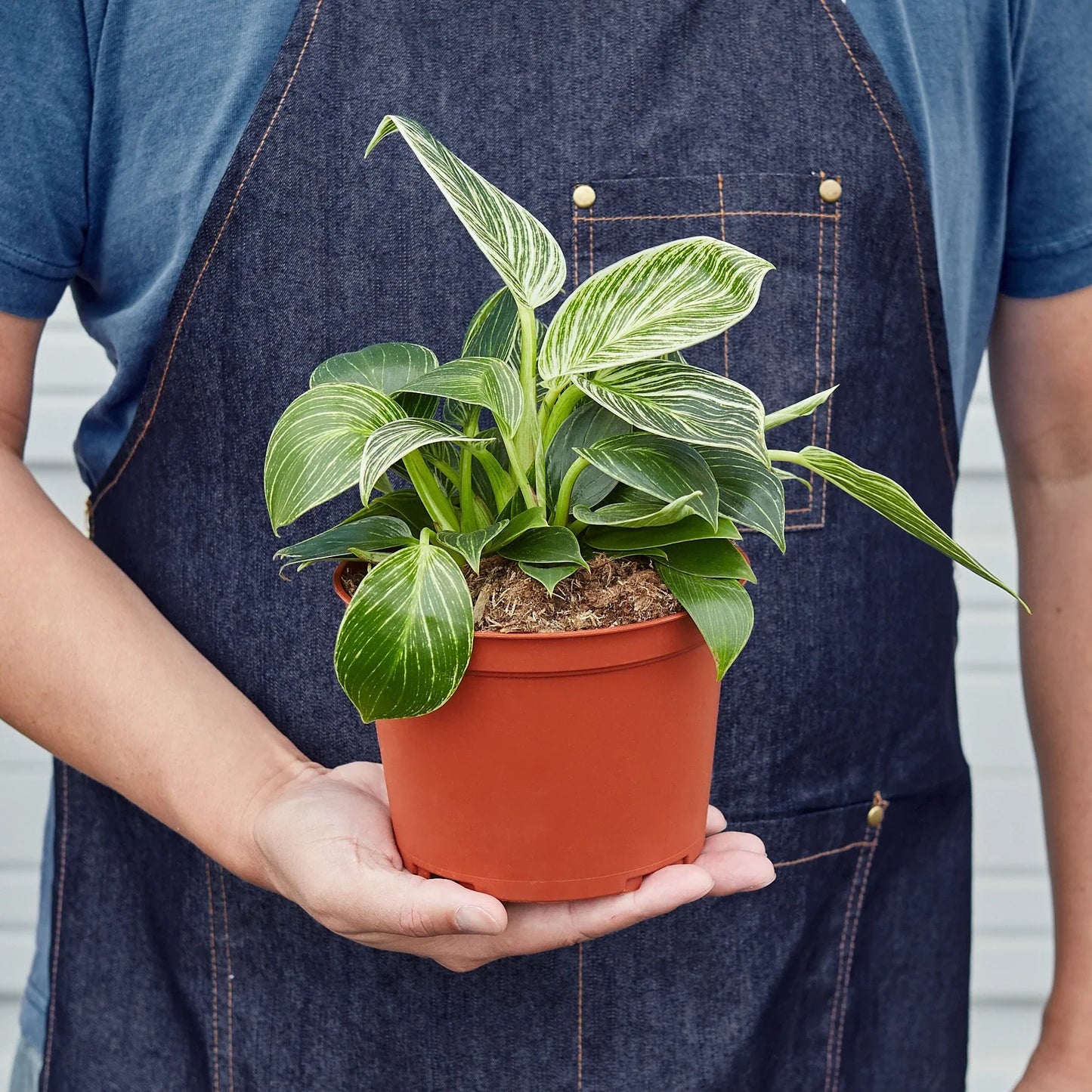 Philodendron 'Birkin'