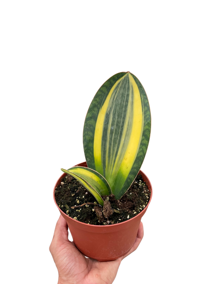 Variegated Shark Fin Snake Plant