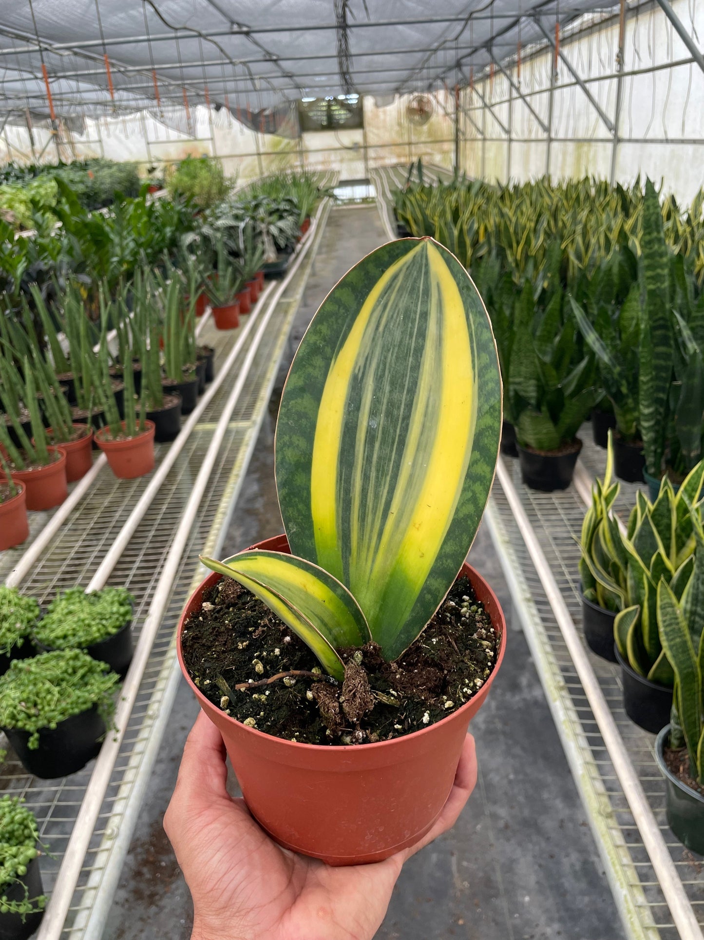 Variegated Shark Fin Snake Plant