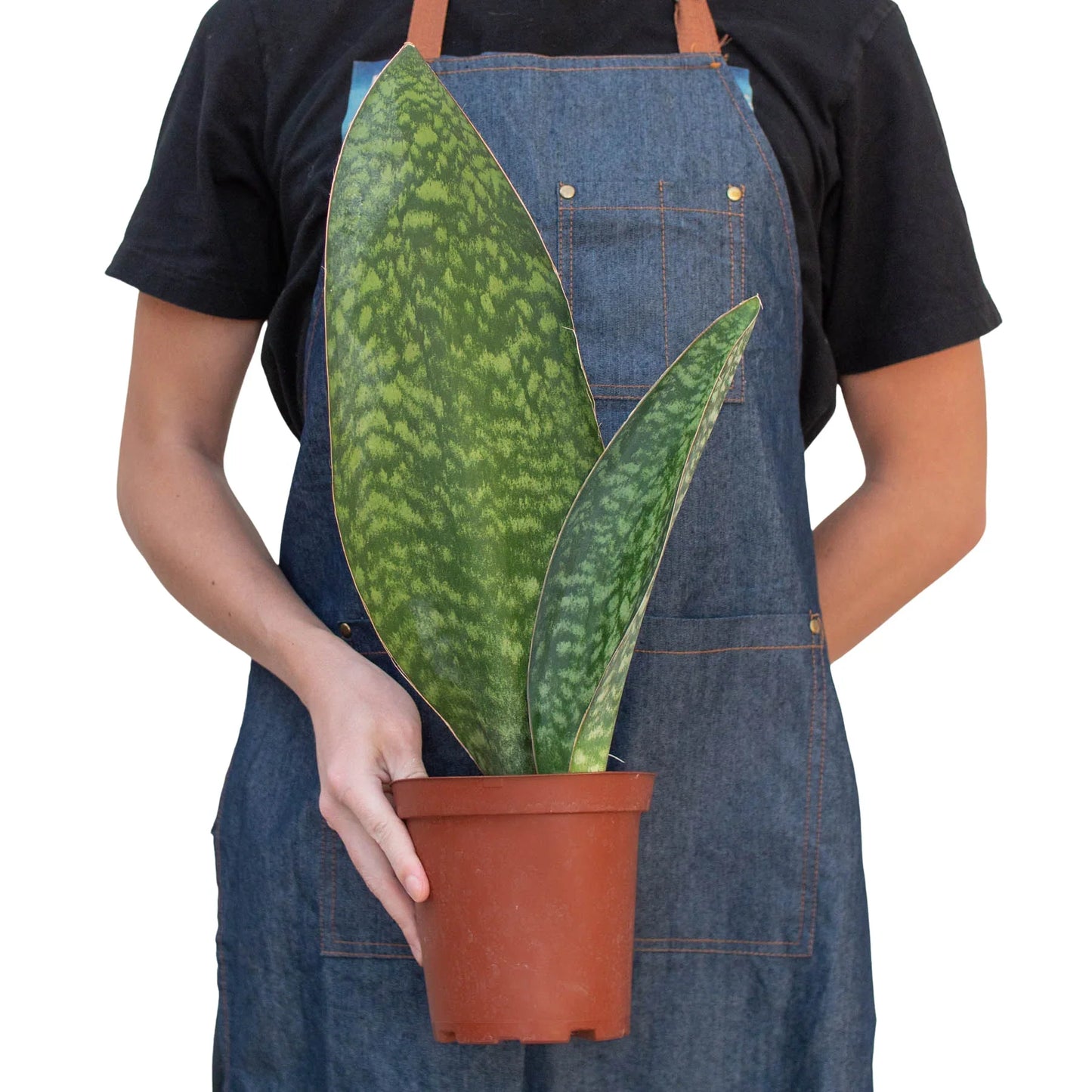 Shark Fin Snake Plant