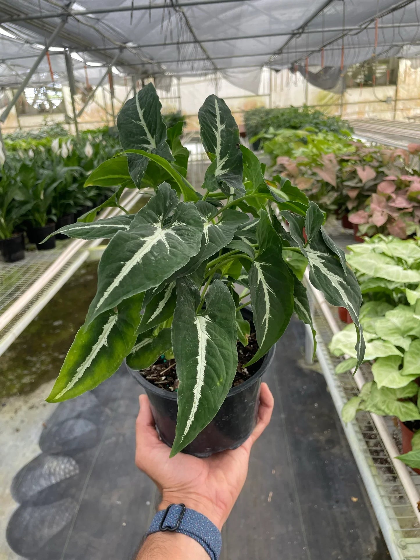 Syngonium wendlandii 'Black Velvet'