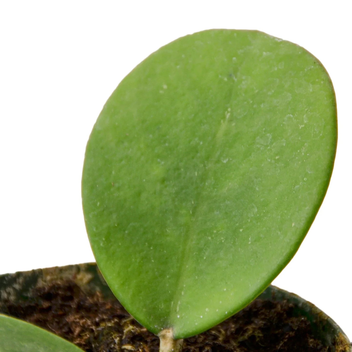 Hoya Obovata