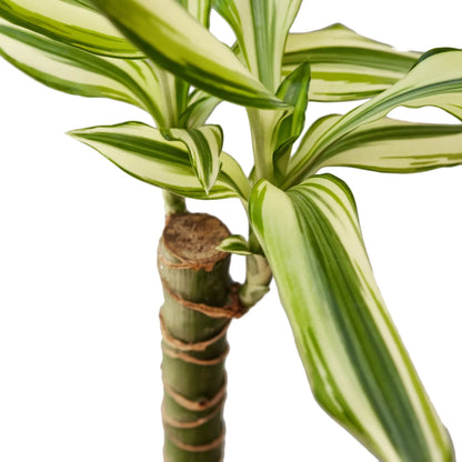 Dracaena 'Sted Sol Cane'