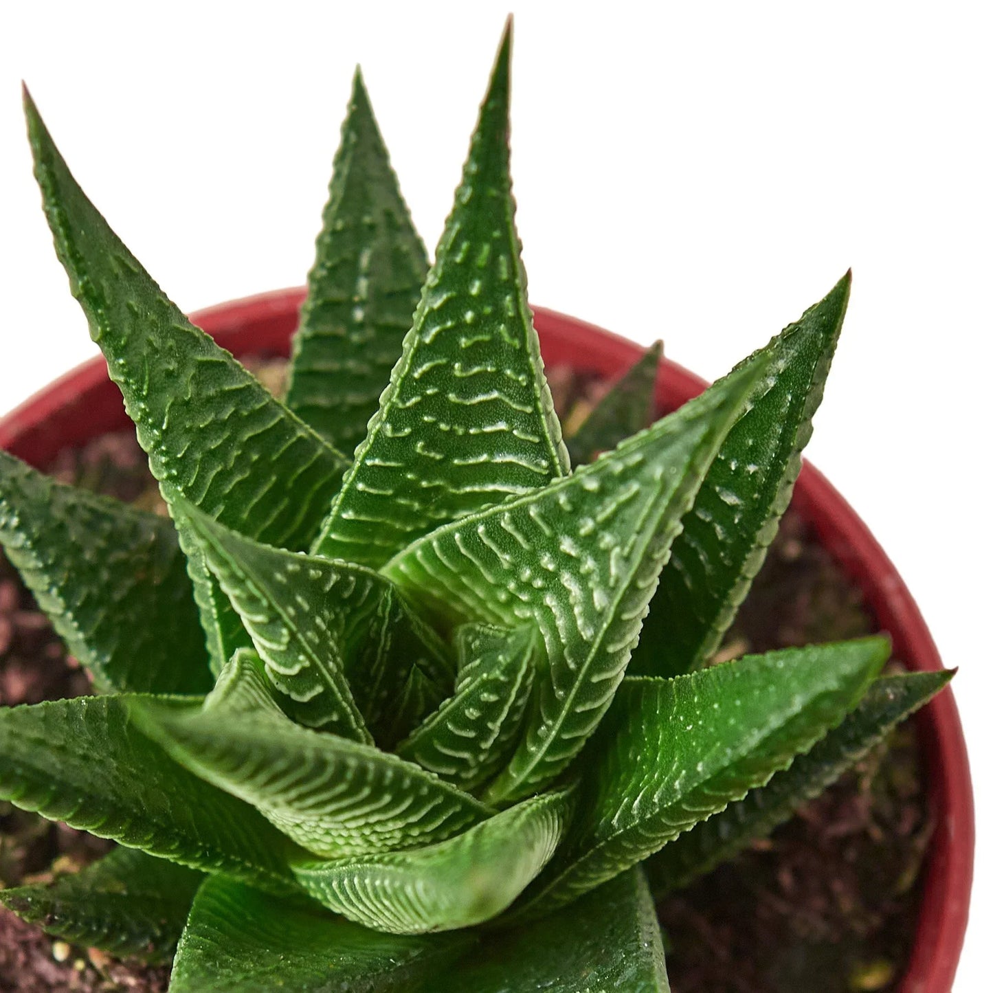 Fairy Washboard Haworthia