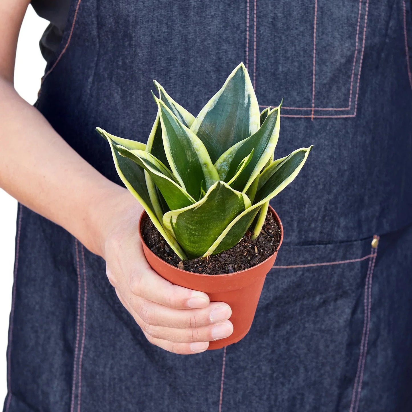 Snake Plant Black Gold