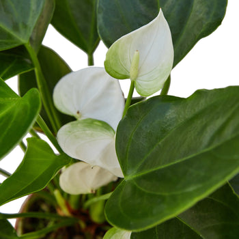 Anthurium 'White'