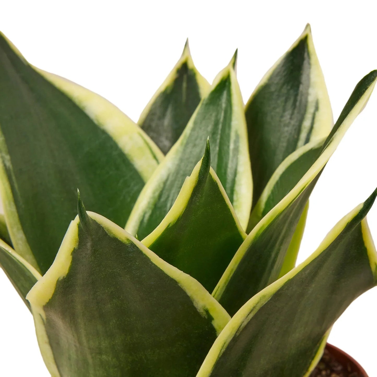 Snake Plant Black Gold