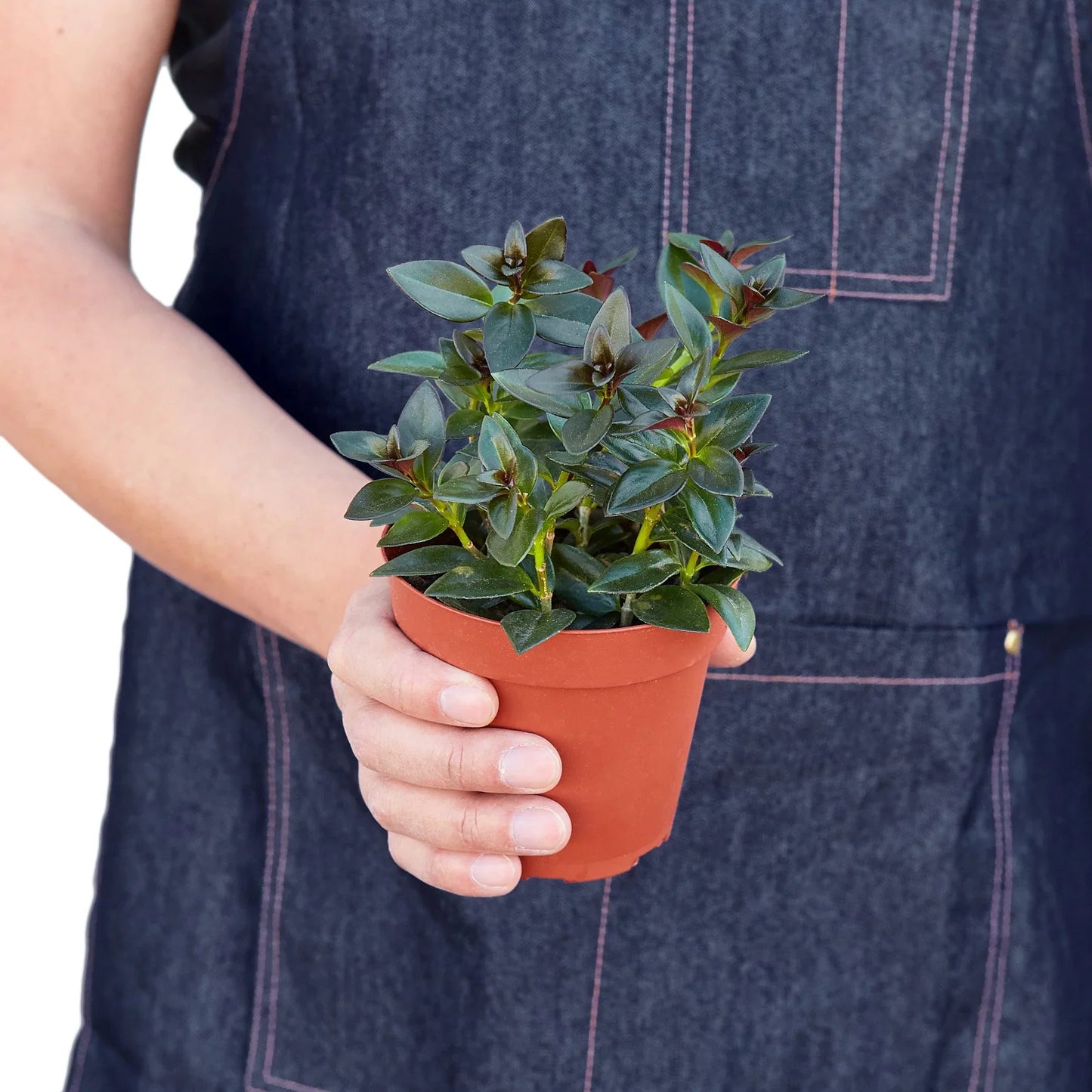 Nematanthus Black Goldfish Plant