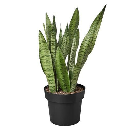 Snake Plant 'Zeylanica'