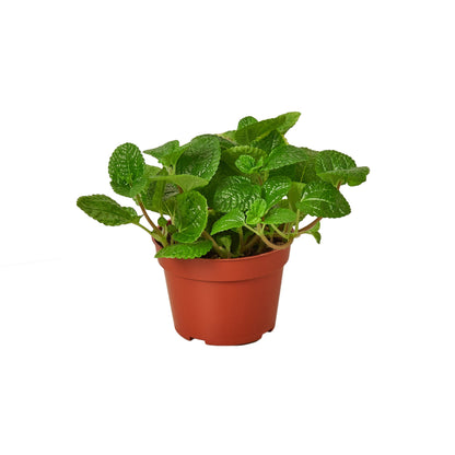 Pilea 'Creeping Charlie'