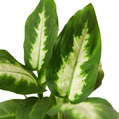 Dieffenbachia Camille