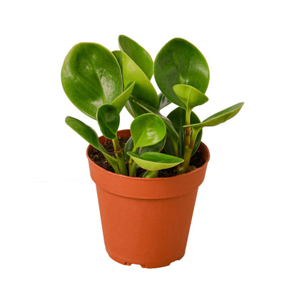 Peperomia Thailand