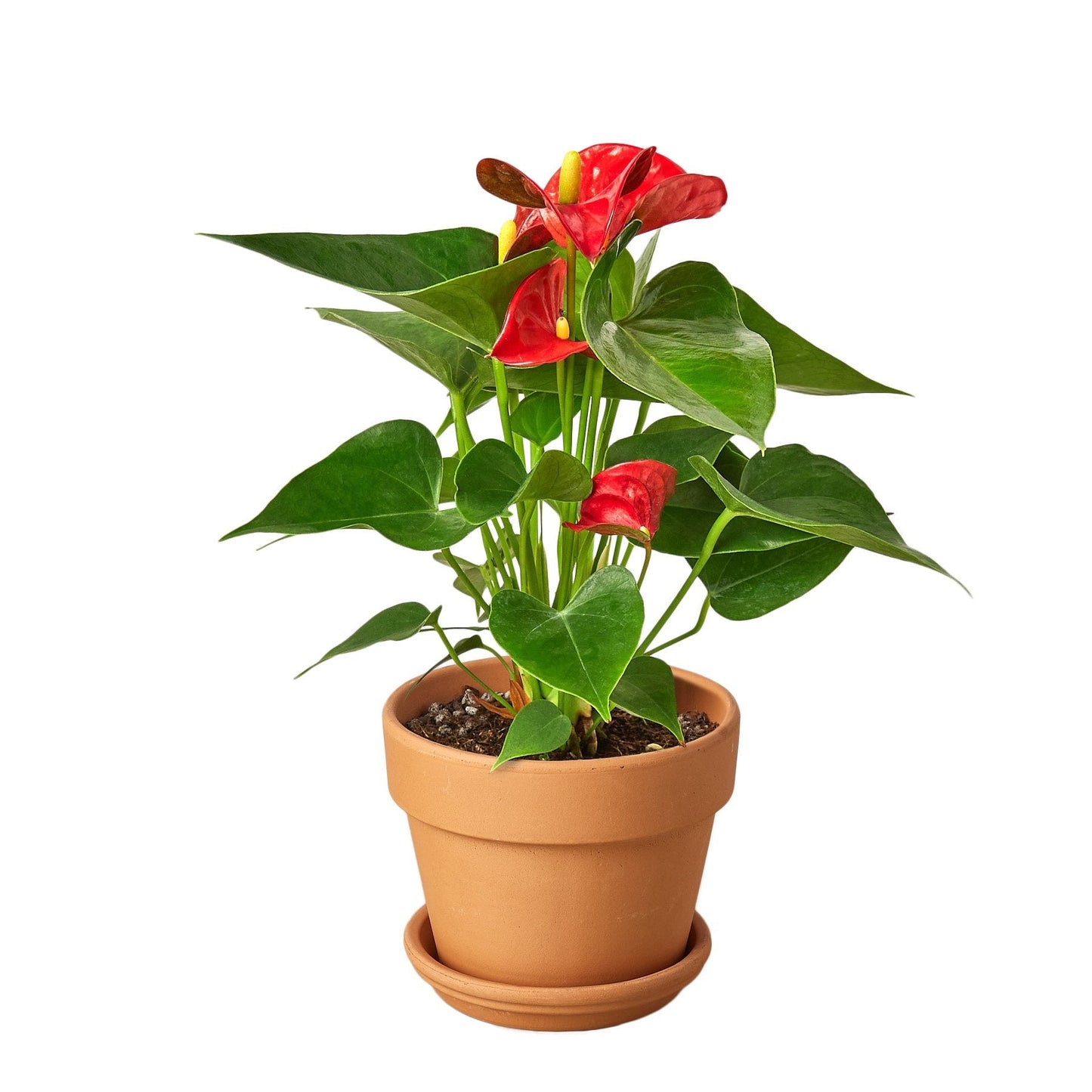 Anthurium 'Red'