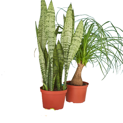 2 - 6" Indoor Plants Premium Subscription box (1 Month)