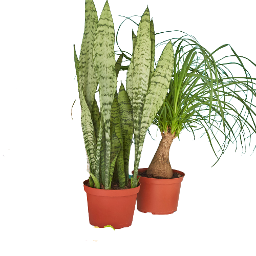 2 - 6" Indoor Plants Premium Subscription box (1 Month)