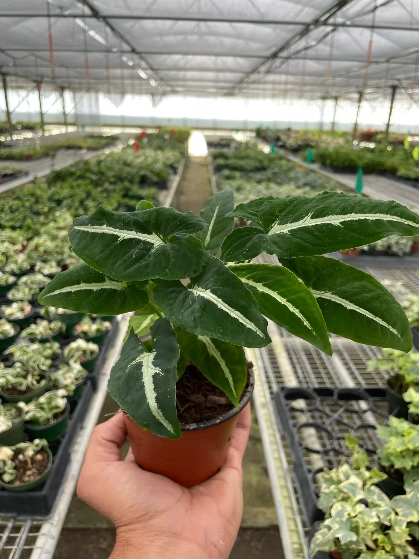 Syngonium wendlandii 'Black Velvet'