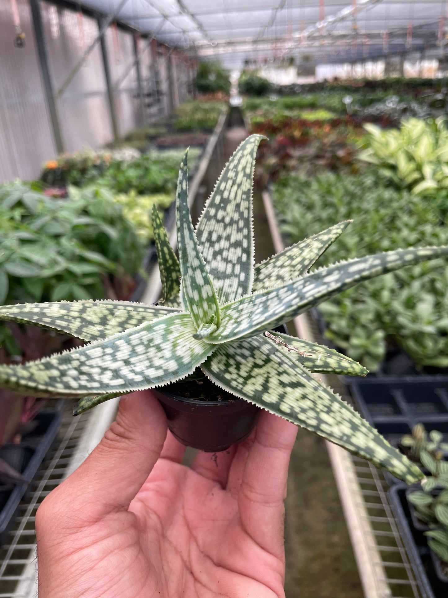 Aloe 'White Fox'