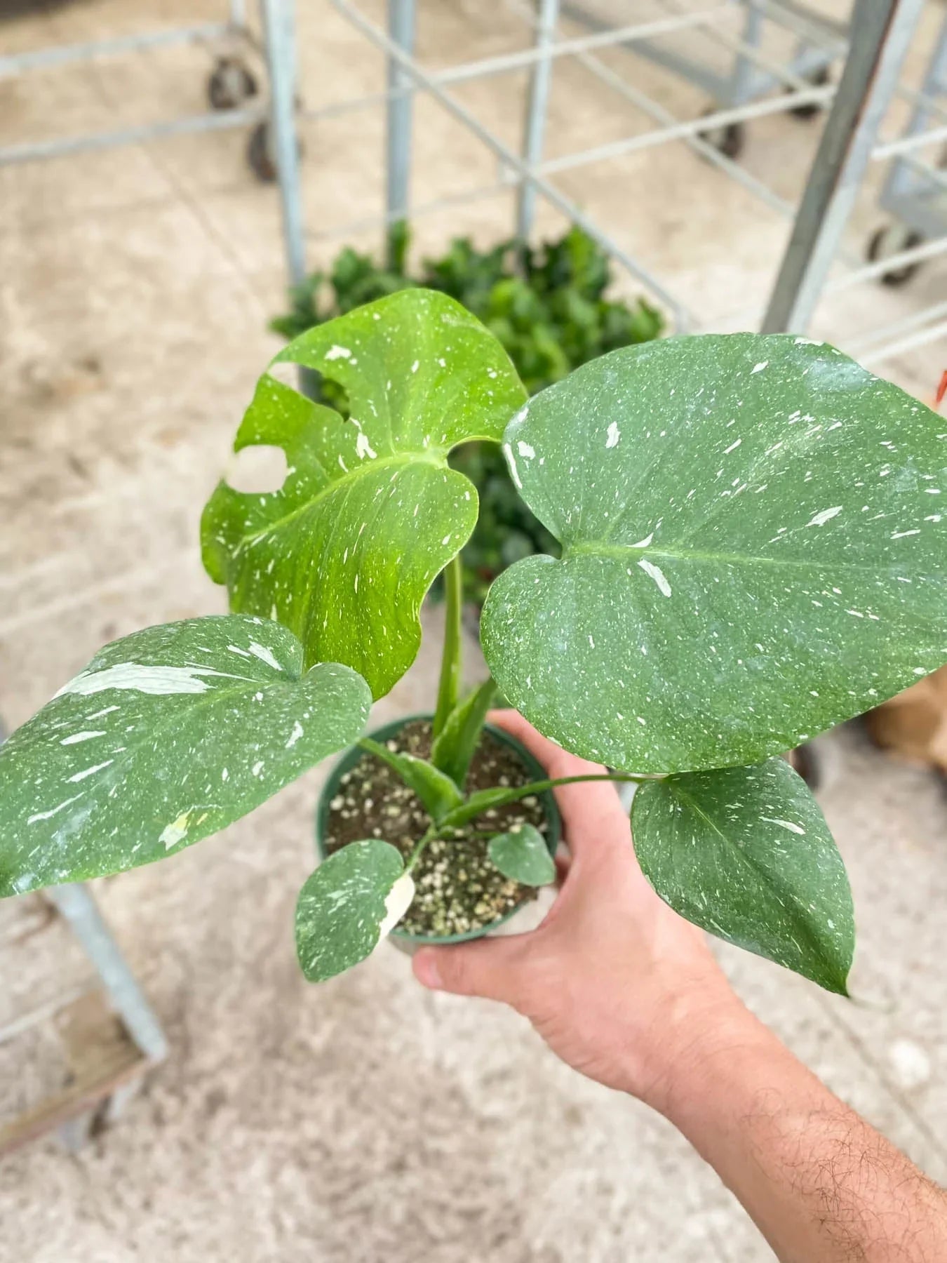 Monstera Thai Constellation