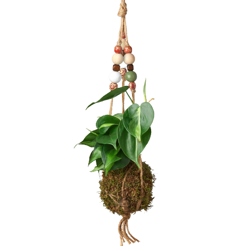 Bead Kokedama Moss Ball Hanging Plant