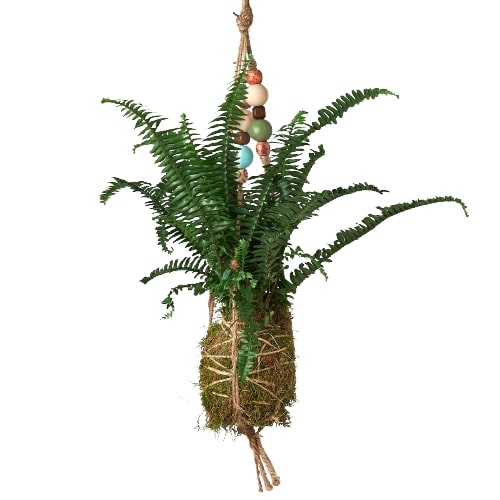 Bead Kokedama Moss Ball Hanging Plant