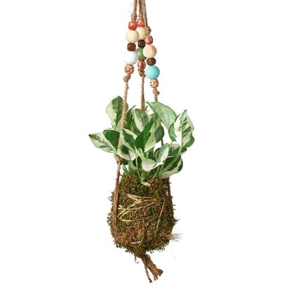 Bead Kokedama Moss Ball Hanging Plant