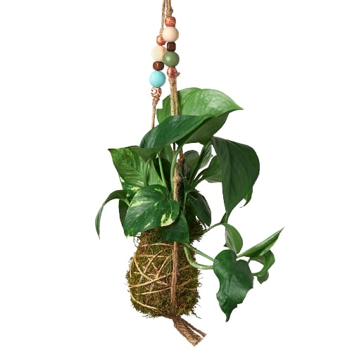 Bead Kokedama Moss Ball Hanging Plant