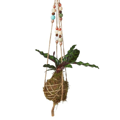 Bead Kokedama Moss Ball Hanging Plant