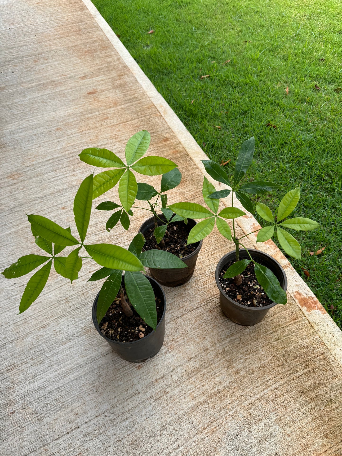 Money Tree 'Guiana Chestnut' Pachira 1 Gallon Single Stem