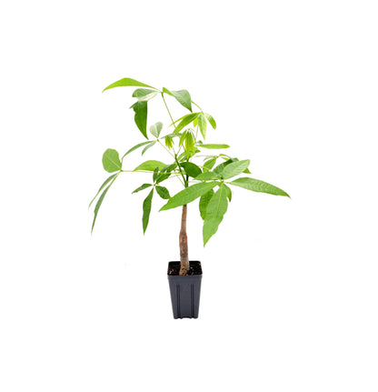 Money Tree 'Guiana Chestnut' Pachira 1 Gallon Single Stem